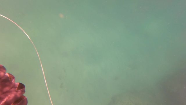 SAN JOSE DEL CABO BCS MEXICO-2023: Underwater Spear Fishing with a Caught Fish