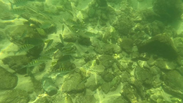 SAN JOSE DEL CABO BCS MEXICO-2023: Small Striped Fish Swimming over Rocky Riverbed