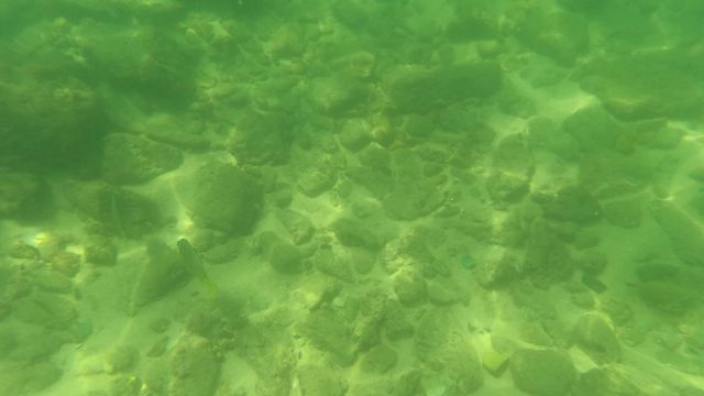 SAN JOSE DEL CABO BCS MEXICO-2023: Underwater Stream with Rocky Bottom, Fish, and Human Hand