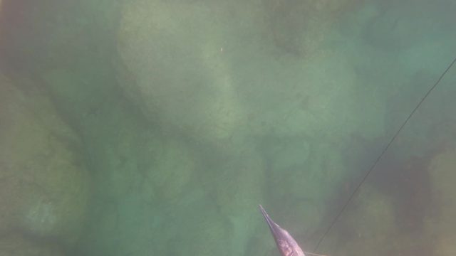 SAN JOSE DEL CABO BCS MEXICO-2023: Fishing Lure and Fish in Clear Underwater Rock Bed