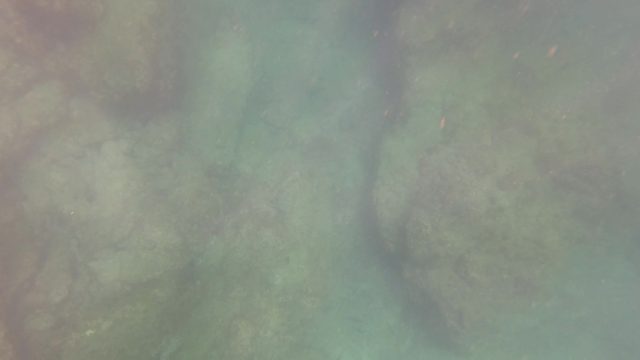 SAN JOSE DEL CABO BCS MEXICO-2023: Underwater Seabed with Rocky Formations and Small Fish