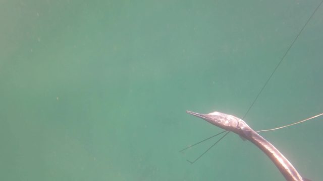 SAN JOSE DEL CABO BCS MEXICO-2023: Underwater Fish and Rusted Metal Structure