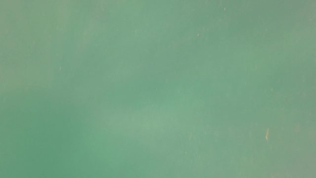 SAN JOSE DEL CABO BCS MEXICO-2023: Small Fish Swimming in Greenish Underwater Environment