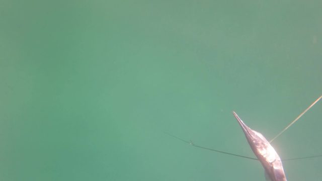 SAN JOSE DEL CABO BCS MEXICO-2023: Large Game Fish Reeled Underwater in Turbulent Water