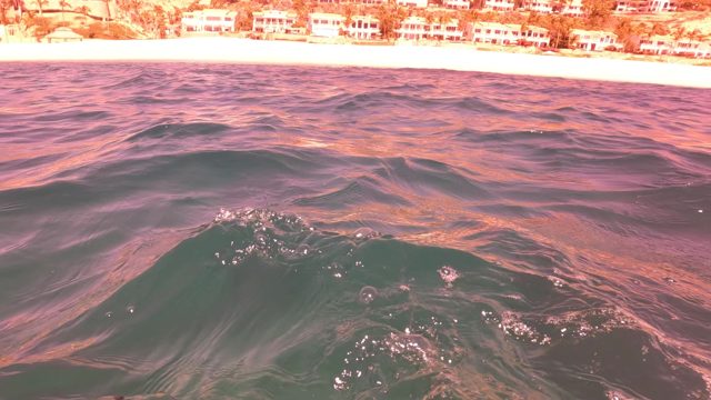 SAN JOSE DEL CABO BCS MEXICO-2023: Dolphin Surfacing in Ocean Waves near Beach