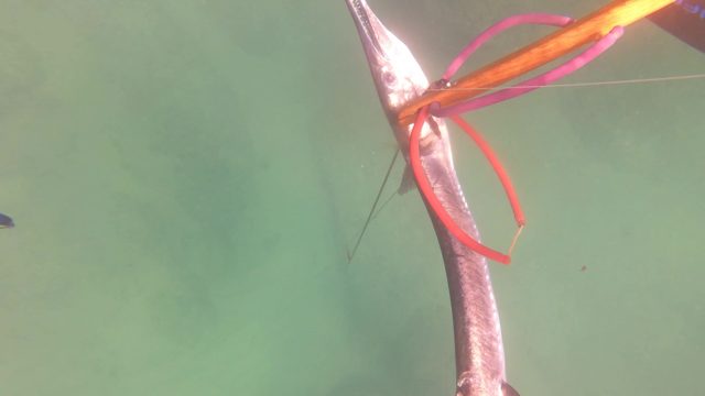 SAN JOSE DEL CABO BCS MEXICO-2023: Spearfishing: Large Fish Caught Underwater