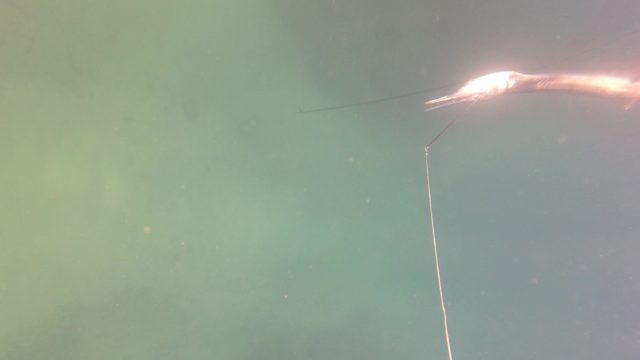 SAN JOSE DEL CABO BCS MEXICO-2023: Small Fish on Fishing Line Being Reeled Underwater