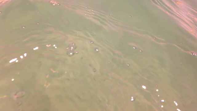 SAN JOSE DEL CABO BCS MEXICO-2023: Underwater View of Aquatic Plants in Shallow Water