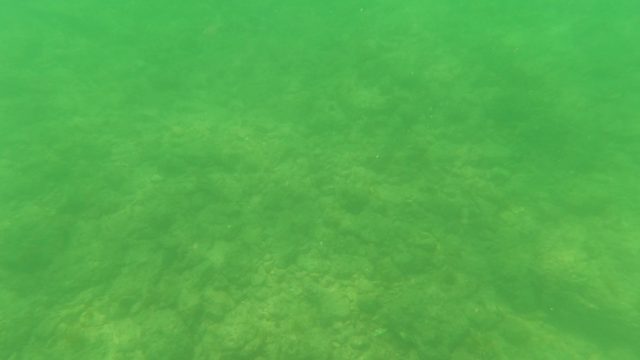 SAN JOSE DEL CABO BCS MEXICO-2023: Underwater Seabed with Small Fish Movement