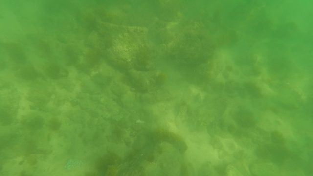 SAN JOSE DEL CABO BCS MEXICO-2023: Swimmer with Blue Flippers Gliding Over Seabed