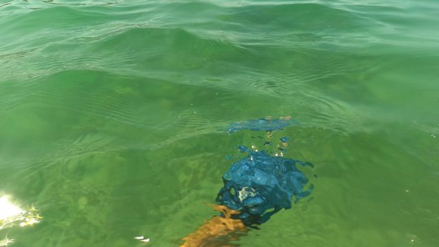 SAN JOSE DEL CABO BCS MEXICO-2023: Underwater Swimming in Shallow Ocean Waters