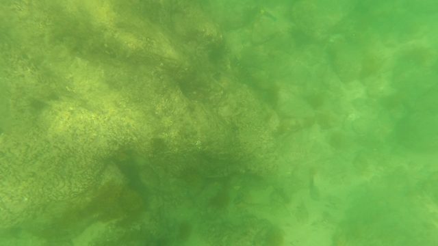 SAN JOSE DEL CABO BCS MEXICO-2023: Diver's Hand Reaching Toward Rocky Seabed