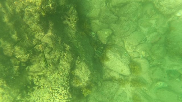 SAN JOSE DEL CABO BCS MEXICO-2023: Underwater Fish and Diver's Hand in Rocky Seabed