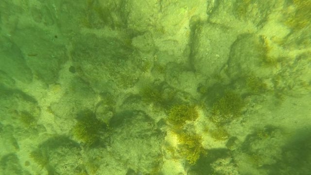 SAN JOSE DEL CABO BCS MEXICO-2023: Gloved Hand Exploring Underwater Rocky Seabed