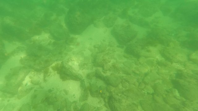 SAN JOSE DEL CABO BCS MEXICO-2023: Small Fish Swimming over Rocky Underwater Seabed