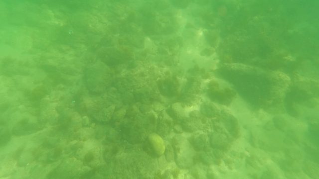 SAN JOSE DEL CABO BCS MEXICO-2023: Underwater Rocky Seabed with Algae and Green Water