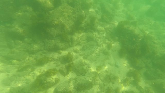SAN JOSE DEL CABO BCS MEXICO-2023: Underwater Seabed with Rocks and Swimming Fish