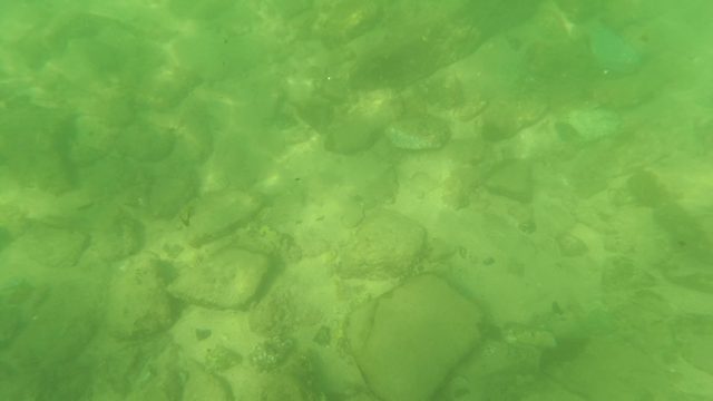 SAN JOSE DEL CABO BCS MEXICO-2023: Underwater Riverbed with Swimming Minnows