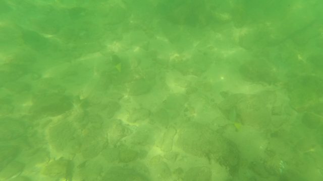 SAN JOSE DEL CABO BCS MEXICO-2023: Underwater View of Rocky Stream Bed with Small Fish