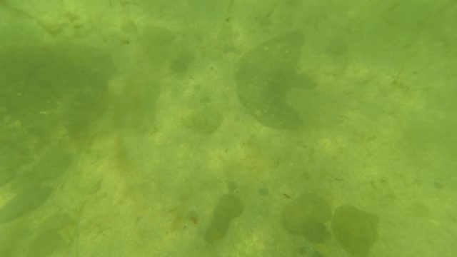 SAN JOSE DEL CABO BCS MEXICO-2023: Fish Swimming Over Sandy Seabed Underwater