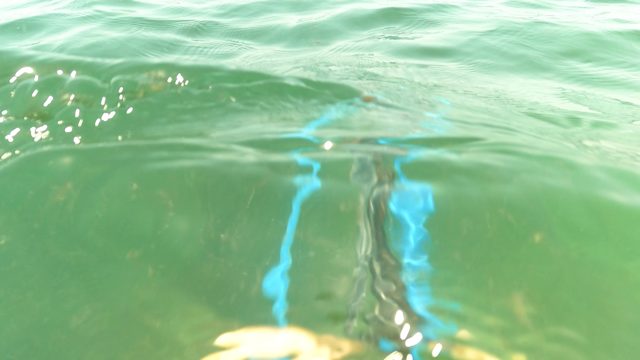 SAN JOSE DEL CABO BCS MEXICO-2023: Underwater Hand Manipulating Blue Hose and Metal Tool