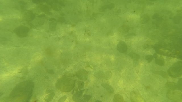 SAN JOSE DEL CABO BCS MEXICO-2023: Small Fish Swimming over Pebbly Underwater Seabed