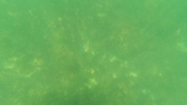 SAN JOSE DEL CABO BCS MEXICO-2023: Underwater Snorkeling Gear in Shallow Clear Water