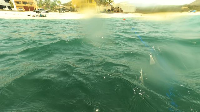 SAN JOSE DEL CABO BCS MEXICO-2023: Person Submerging in Ocean with Blue Rescue Strap