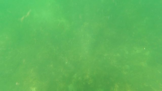 SAN JOSE DEL CABO BCS MEXICO-2023: Underwater Fish Movement in Green Tinted Water