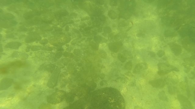 SAN JOSE DEL CABO BCS MEXICO-2023: Sun-Dappled Underwater Seabed with Subtle Motion