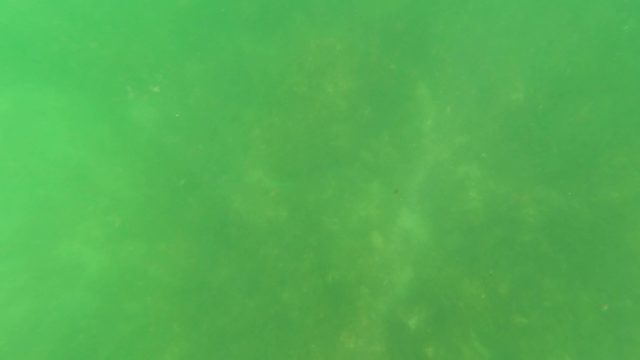 SAN JOSE DEL CABO BCS MEXICO-2023: Underwater Seabed with Green Water and Marine Life