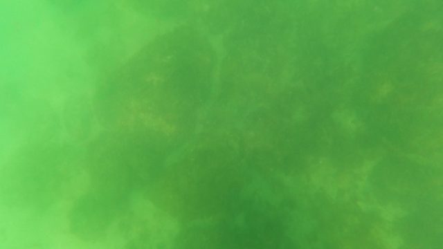 SAN JOSE DEL CABO BCS MEXICO-2023: School of Fish Swimming in Murky Green Water