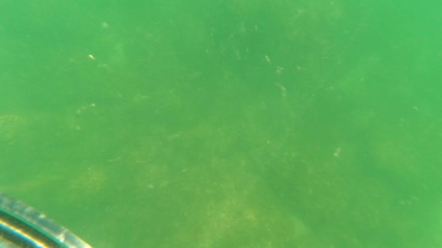 SAN JOSE DEL CABO BCS MEXICO-2023: Underwater View of Seabed and Small Fish