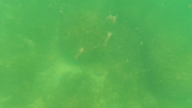 SAN JOSE DEL CABO BCS MEXICO-2023: Underwater Spearfishing View of Seabed and Marine Life