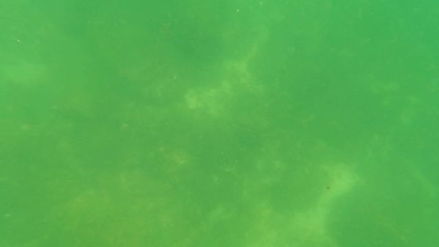 SAN JOSE DEL CABO BCS MEXICO-2023: Spearfishing in Shallow Green Water