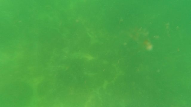 SAN JOSE DEL CABO BCS MEXICO-2023: Underwater Spearfishing in Green Waters