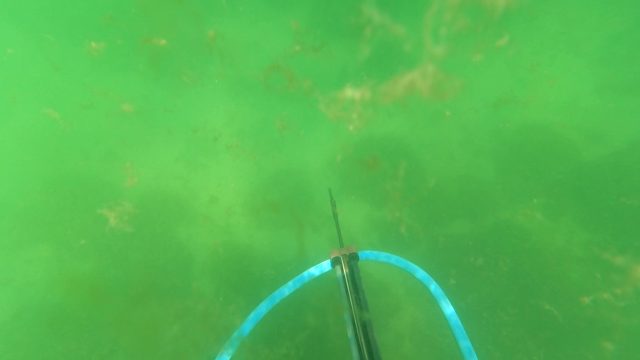 SAN JOSE DEL CABO BCS MEXICO-2023: Spearfishing Underwater with a Speargun