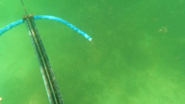 SAN JOSE DEL CABO BCS MEXICO-2023: Spearfishing with a Speargun in Green Water