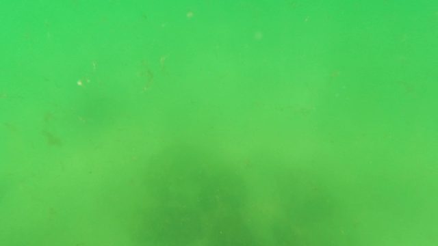 SAN JOSE DEL CABO BCS MEXICO-2023: Underwater Spearfishing with a Speargun