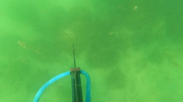 SAN JOSE DEL CABO BCS MEXICO-2023: Diver Preparing Speargun Underwater