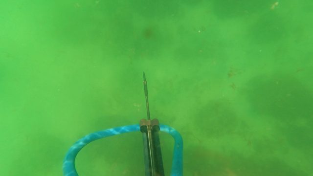 SAN JOSE DEL CABO BCS MEXICO-2023: Underwater Spearfishing with a Blue Speargun