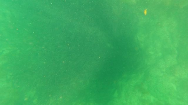 SAN JOSE DEL CABO BCS MEXICO-2023: A Large Fish Glides Through Murky Green Water