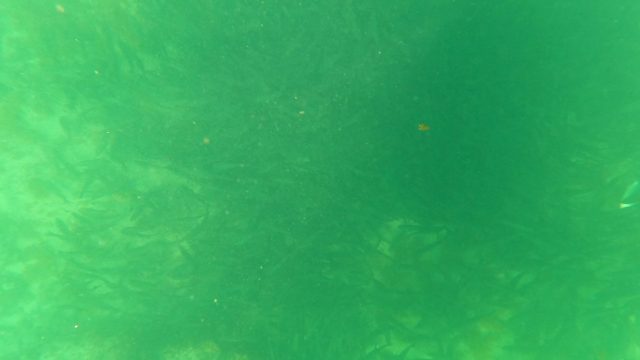 SAN JOSE DEL CABO BCS MEXICO-2023: Small Fish Swimming Among Underwater Seaweed