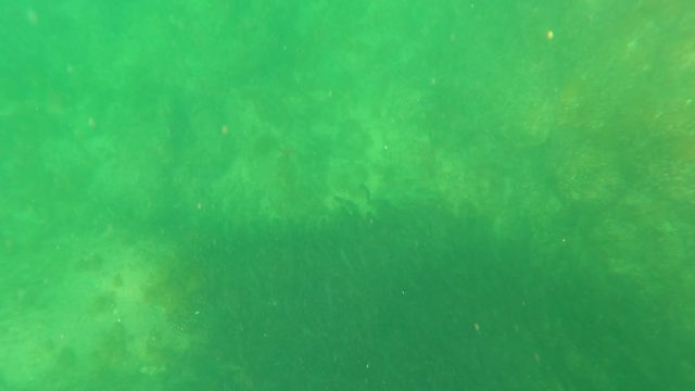 SAN JOSE DEL CABO BCS MEXICO-2023: Underwater Seaweed Swaying in Green Water