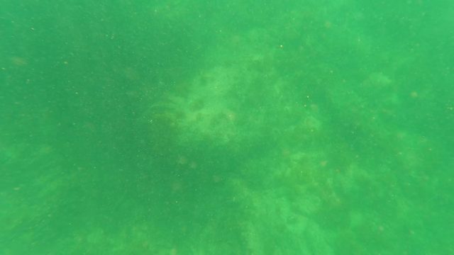 SAN JOSE DEL CABO BCS MEXICO-2023: Underwater Seabed with Swimmer's Hand Passing By