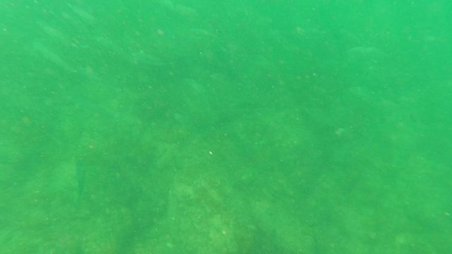 SAN JOSE DEL CABO BCS MEXICO-2023: School of Small Fish Swimming in Green Underwater Water