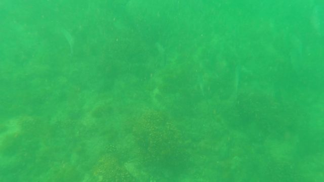 SAN JOSE DEL CABO BCS MEXICO-2023: Fish Swimming over Coral-covered Seabed Underwater