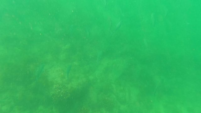 SAN JOSE DEL CABO BCS MEXICO-2023: Small Fish Swimming in Shallow Green Water