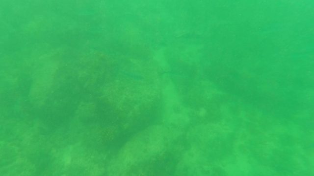 SAN JOSE DEL CABO BCS MEXICO-2023: Small Fish Swimming Near Rocky Seabed Underwater