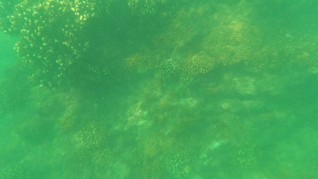 SAN JOSE DEL CABO BCS MEXICO-2023: Coral Reef Underwater with Camera Panning